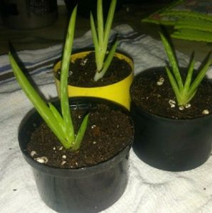 "Aloe vera" plants 1 for $8 2 for 12